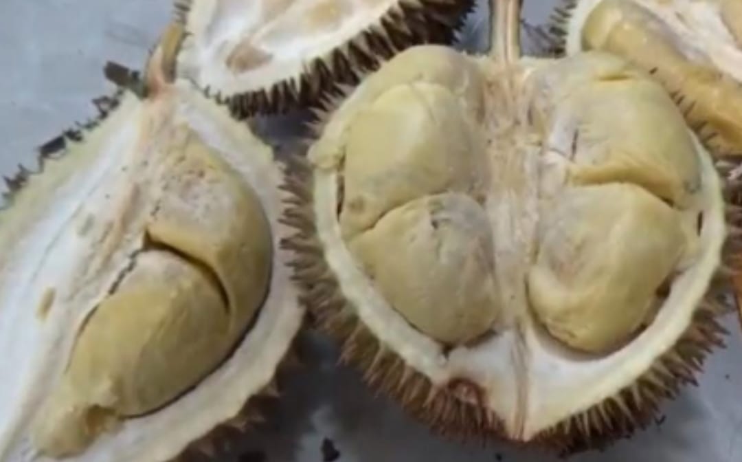 Durian Parapat