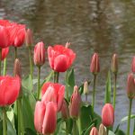 Taman Bunga Keukenhof Surga Bunga Belanda yang Memikat Jiwa