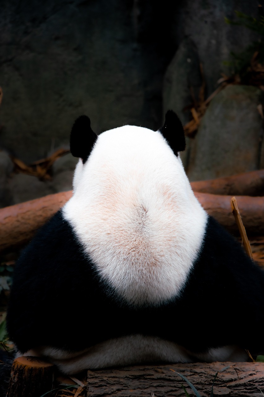 Singapore Zoo & Night Safari – Petualangan Seru di Alam